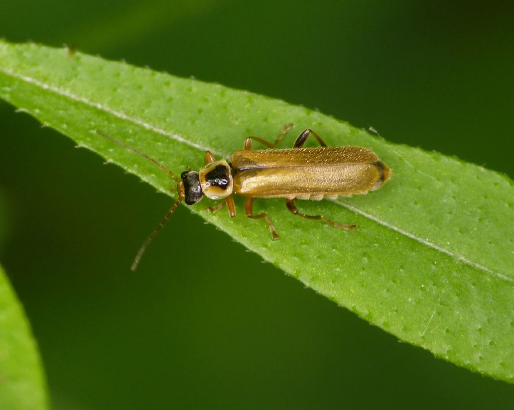 Cantharis terminata? No, Cantharis decipiens